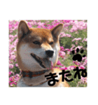 柴犬こてこま（個別スタンプ：19）