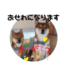 柴犬こてこま（個別スタンプ：21）