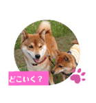 柴犬こてこま（個別スタンプ：24）