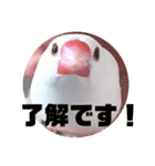 文鳥マナちゃんの開運スタンプ（個別スタンプ：6）