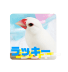 文鳥マナちゃんの開運スタンプ（個別スタンプ：10）