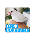 文鳥マナちゃんの開運スタンプ（個別スタンプ：12）