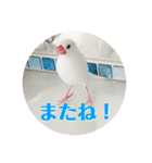 文鳥マナちゃんの開運スタンプ（個別スタンプ：15）