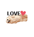 chihuahua〜チワワ〜（個別スタンプ：1）