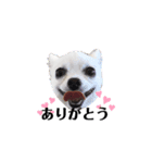 chihuahua〜チワワ〜（個別スタンプ：2）