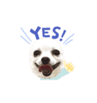 chihuahua〜チワワ〜（個別スタンプ：4）