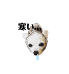 chihuahua〜チワワ〜（個別スタンプ：7）