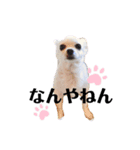 chihuahua〜チワワ〜（個別スタンプ：8）