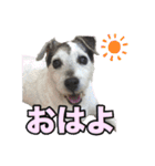 ジャックラッセルテリア・さくら（個別スタンプ：1）