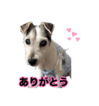 ジャックラッセルテリア・さくら（個別スタンプ：2）