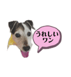 ジャックラッセルテリア・さくら（個別スタンプ：5）