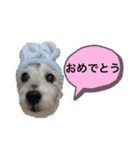 ジャックラッセルテリア・さくら（個別スタンプ：8）