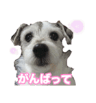 ジャックラッセルテリア・さくら（個別スタンプ：9）