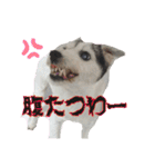 ジャックラッセルテリア・さくら（個別スタンプ：12）