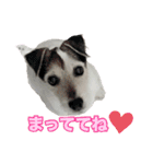 ジャックラッセルテリア・さくら（個別スタンプ：19）