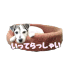ジャックラッセルテリア・さくら（個別スタンプ：20）