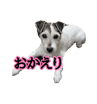 ジャックラッセルテリア・さくら（個別スタンプ：21）