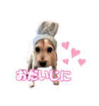 ジャックラッセルテリア・さくら（個別スタンプ：22）