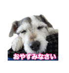 ジャックラッセルテリア・さくら（個別スタンプ：23）
