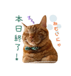 姫と三獣士♡茶トラのテオ♡（個別スタンプ：2）