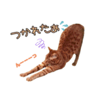 姫と三獣士♡茶トラのテオ♡（個別スタンプ：3）