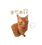 姫と三獣士♡茶トラのテオ♡（個別スタンプ：5）