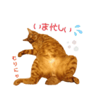 姫と三獣士♡茶トラのテオ♡（個別スタンプ：7）