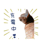 姫と三獣士♡茶トラのテオ♡（個別スタンプ：8）