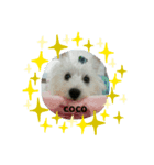 愉快なcoco（個別スタンプ：6）