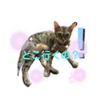 ベンガルレンジャーズのスタンプ④（個別スタンプ：1）