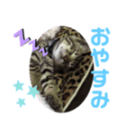 ベンガルレンジャーズのスタンプ④（個別スタンプ：3）