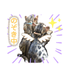 ベンガルレンジャーズのスタンプ④（個別スタンプ：4）
