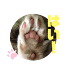 ベンガルレンジャーズのスタンプ④（個別スタンプ：5）