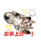 ベンガルレンジャーズのスタンプ④（個別スタンプ：10）