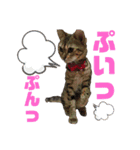 ベンガルレンジャーズのスタンプ④（個別スタンプ：12）