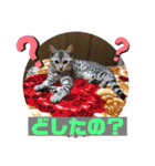 ベンガルレンジャーズのスタンプ④（個別スタンプ：14）