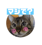 ベンガルレンジャーズのスタンプ④（個別スタンプ：15）