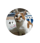 ノラ猫出身・だいち！（個別スタンプ：1）
