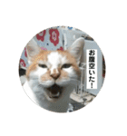 ノラ猫出身・だいち！（個別スタンプ：2）