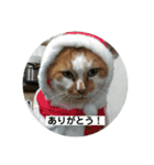 ノラ猫出身・だいち！（個別スタンプ：3）