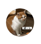 ノラ猫出身・だいち！（個別スタンプ：4）