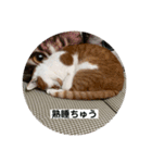 ノラ猫出身・だいち！（個別スタンプ：5）