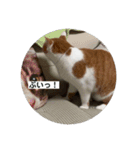 ノラ猫出身・だいち！（個別スタンプ：7）