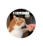 ノラ猫出身・だいち！（個別スタンプ：8）