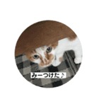 ノラ猫出身・だいち！（個別スタンプ：9）