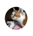 ノラ猫出身・だいち！（個別スタンプ：10）