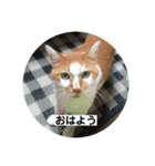 ノラ猫出身・だいち！（個別スタンプ：11）