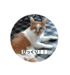 ノラ猫出身・だいち！（個別スタンプ：12）
