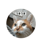 ノラ猫出身・だいち！（個別スタンプ：13）
