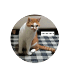 ノラ猫出身・だいち！（個別スタンプ：14）